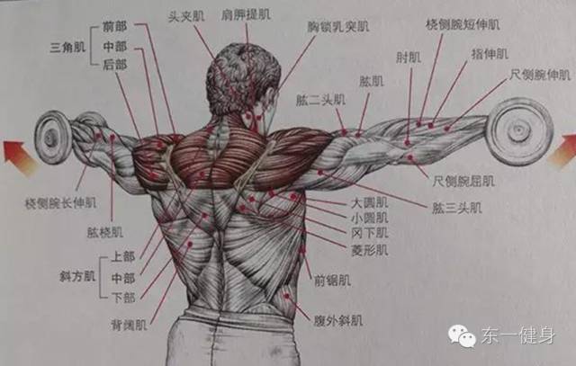 肩部肌肉图解
