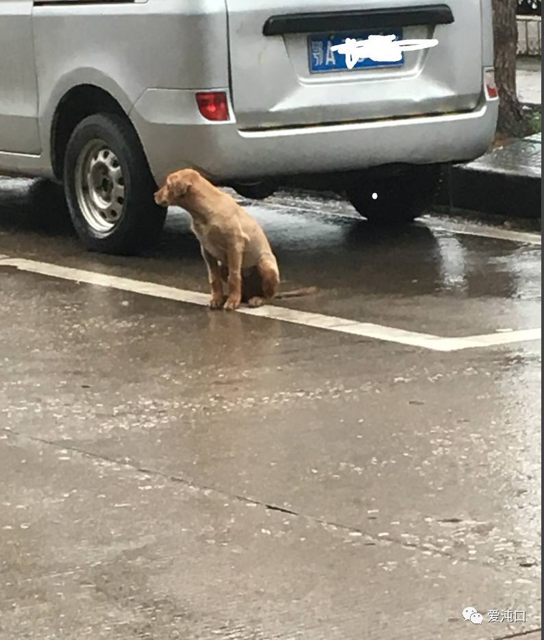 沌口有个忠狗雨中苦等主人,谁的,快领回家