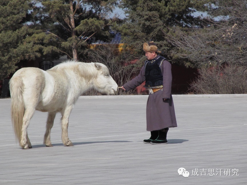 【图文】溜圆白骏神马