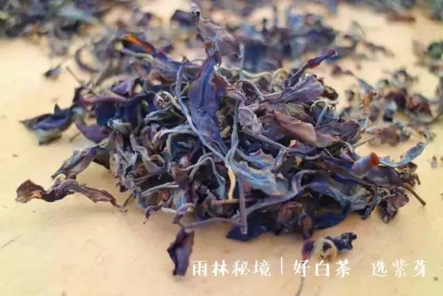 陈升号老班章紫芽古树白茶品鉴会邀请函