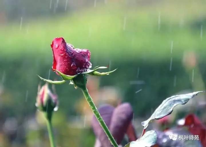 雨中的红玫瑰简谱_殇情红玫瑰歌谱简谱(2)