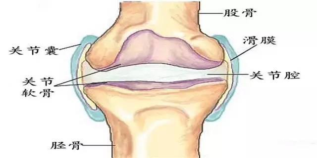 关节腔; 关节囊的内层为滑膜层; 滑膜是组成关节的主要结构之一; 滑膜