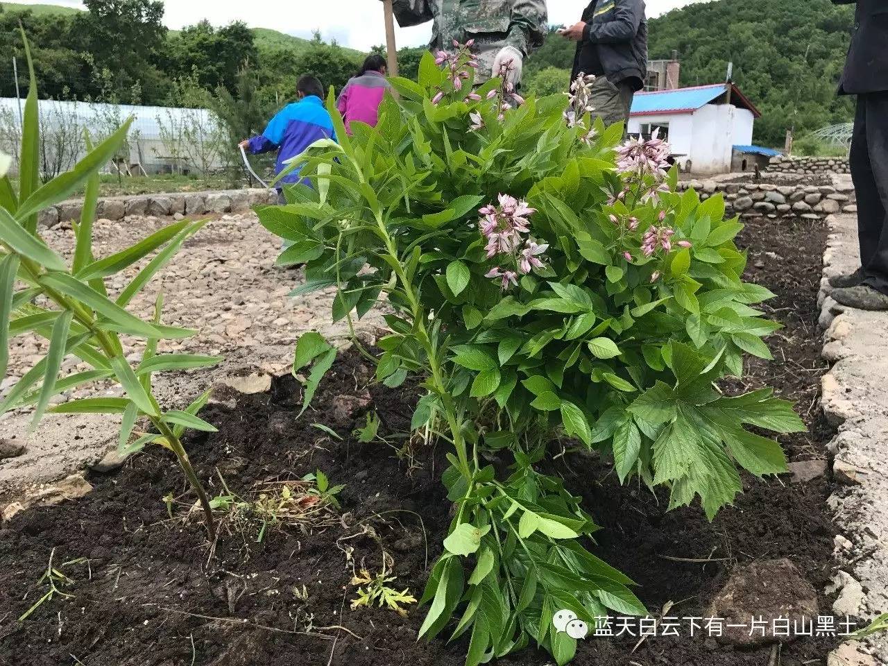 图中的这花是一种中药材,学名叫白鲜皮,也叫八股牛,具有清热燥湿,祛风