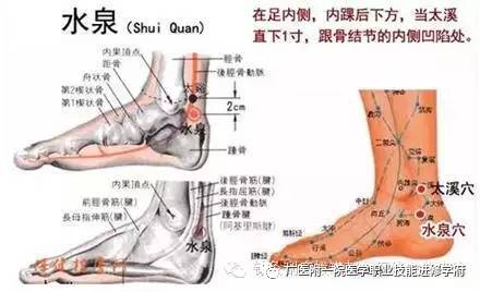 【解剖位置】 有胫后动脉跟内侧支;布有小腿内侧皮神经及胫神经的跟