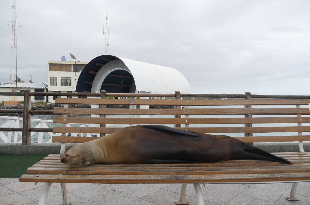 加拉帕戈斯群岛海豹成精,在菜市场跟人类抢食