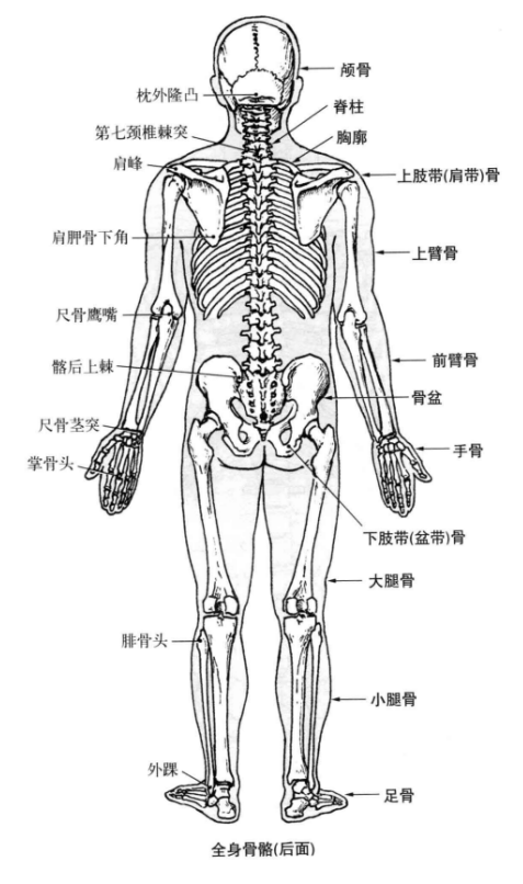 中轴骨80块,其包含躯干骨51块和颅骨23块,听小骨6块.