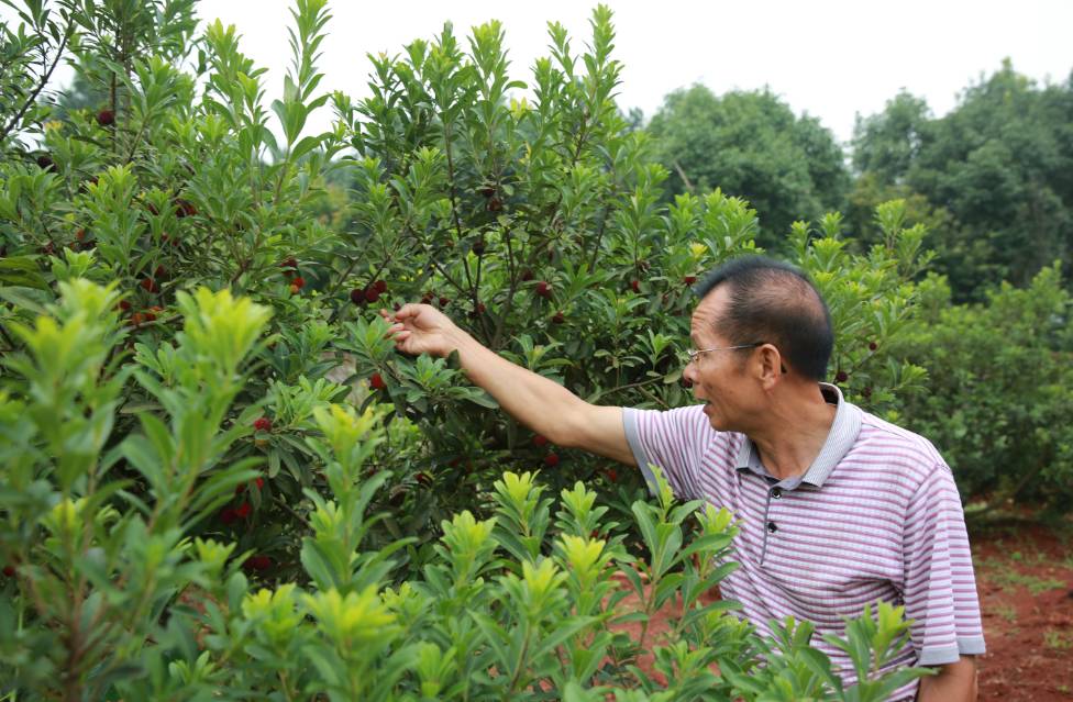 正是采摘时 杨梅基地位于花明楼镇二桥村,面积100亩,种植临武杨梅