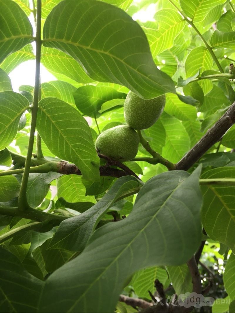 核桃树在大港也能开花结果,不信你看!