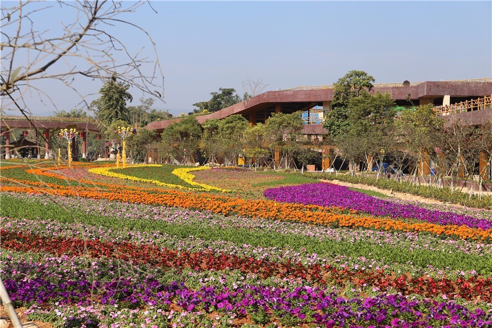 旅游 正文  广东花海欢乐世界景区内植有数以百计的花卉植物种类,正值