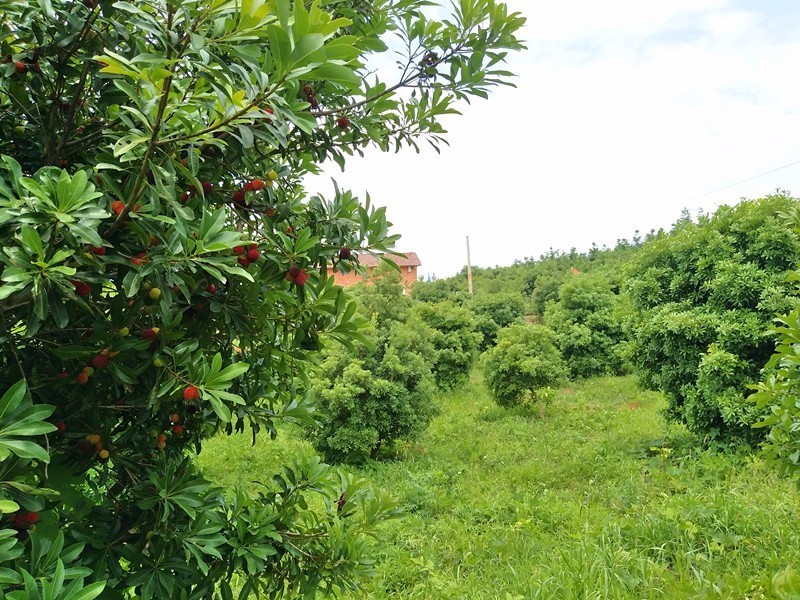 第一站:余家桥杨梅采摘基地