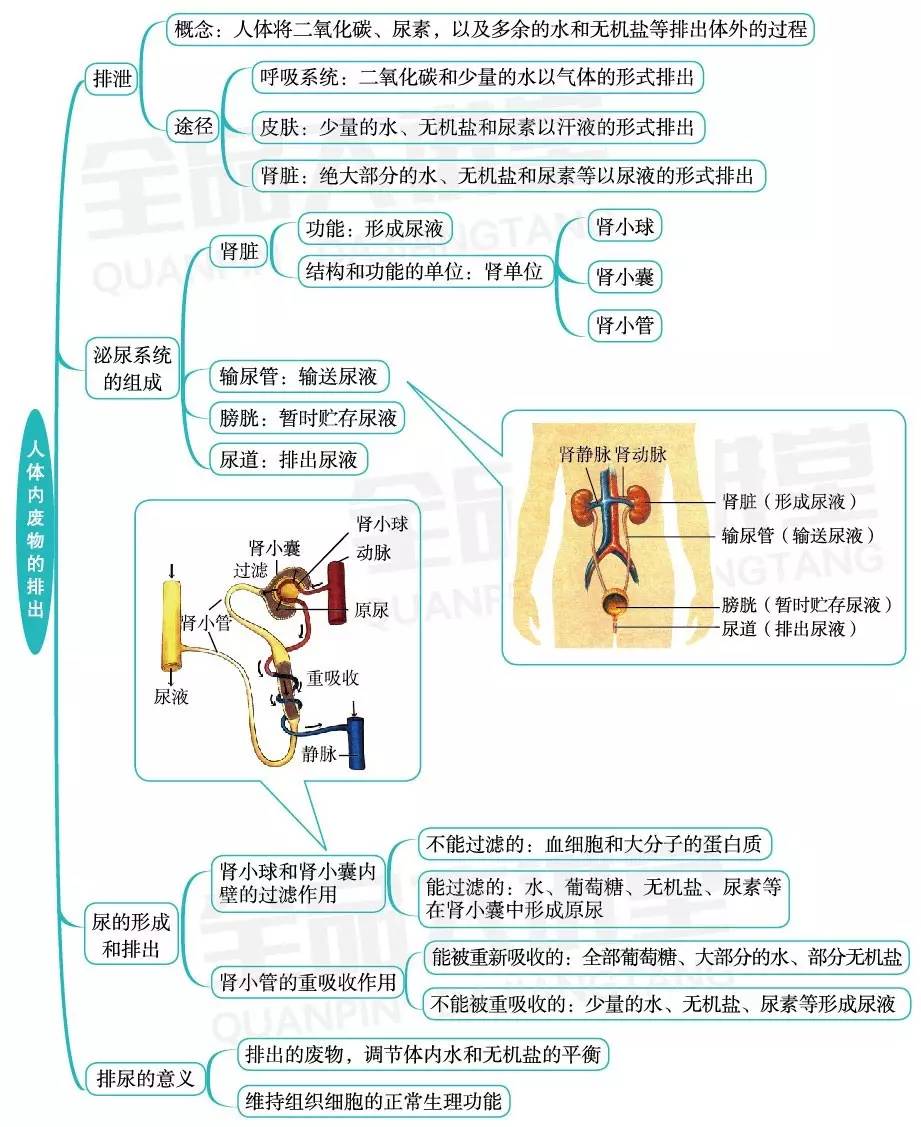 复习教案怎么写_二年级语文下册分类复习看拼音写词语1~4单元_小学四年级上册音乐复习教案