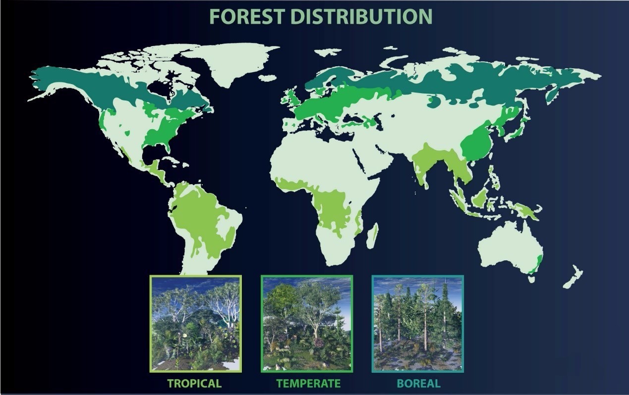 全球森林生态系统分布(图片引自网络)