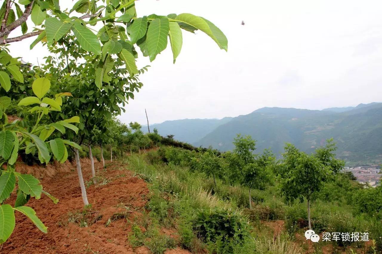 秦岭腹地升国旗63岁的他4000亩清香核桃基地就是他的家