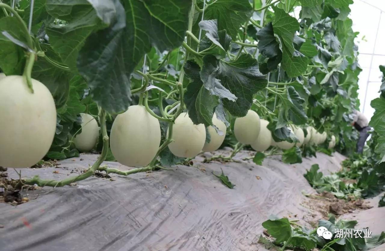 湖州吴兴金农生态农业发展有限公司的"金农之星"牌甜瓜