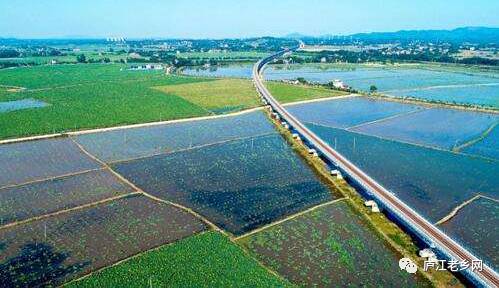 航拍的庐江黄陂湖南岸万亩荷花田