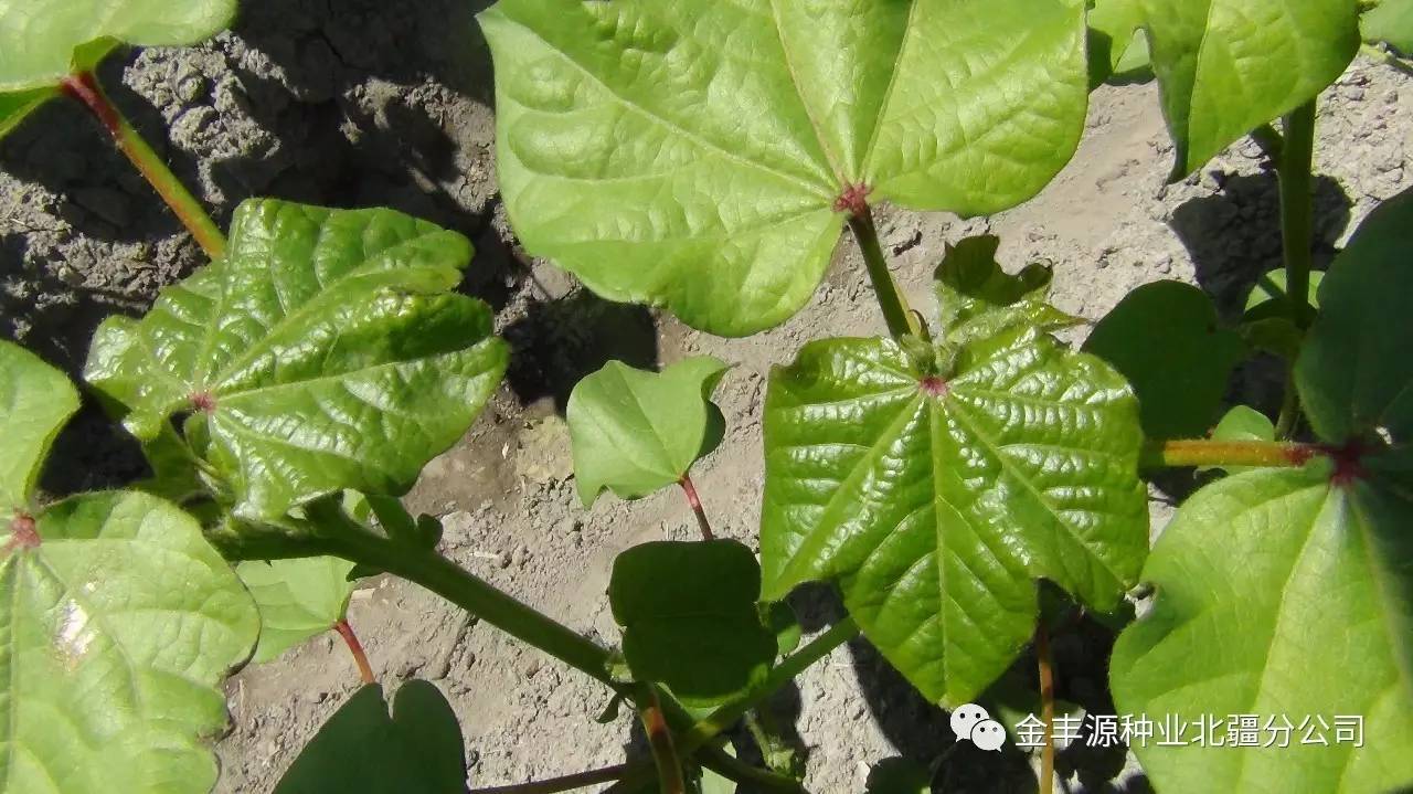 今天我们平台给大家带来一段视频,看看好棉花是如何炼成的!