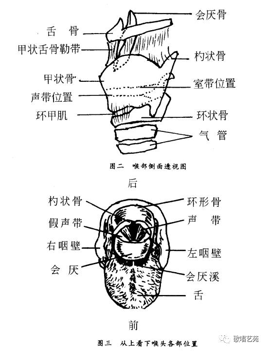 怎样练习歌唱:(一)歌唱发声的生理结构