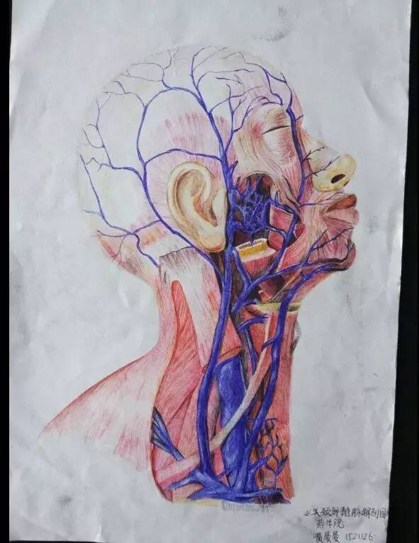 "杏林佳画"人体解剖学绘画大赛活动复赛线上投票开始