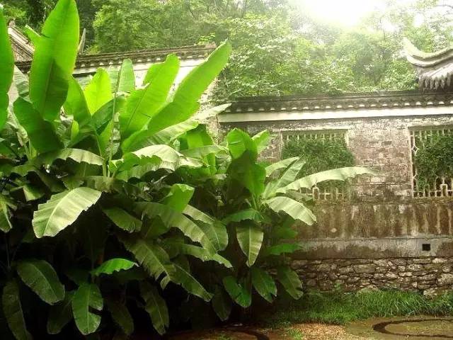 夏雨沥沥芭蕉有声