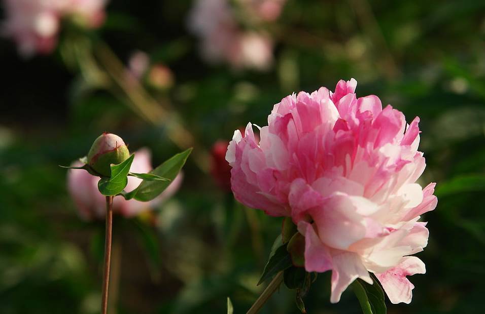 芍药怎么搭_芍药花图片