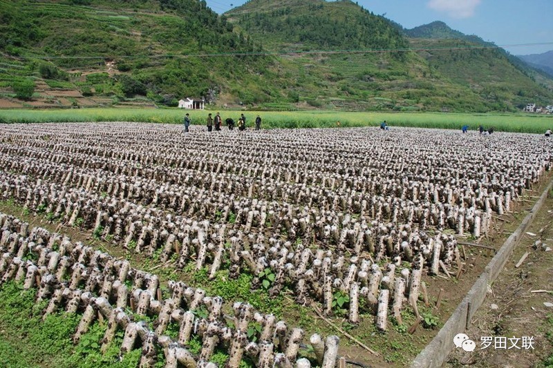 贫困村食用菌产业发展实施方案