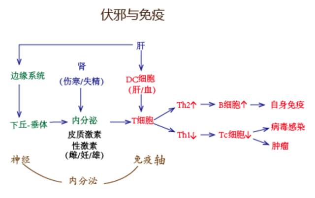 体液免疫常称为th2型免疫应答,细胞免疫常称为th1型免疫应答.