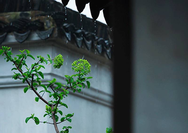 富雅兴的事情"听雨"亦是人生一大乐事也沛雨甘霖丰盛的夏日却不知称"