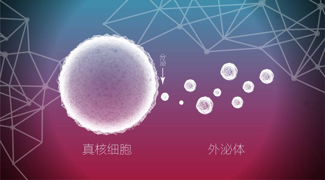 基因说 | 产品档 | 新闻台 |求知欲外泌体:外泌体(exosomes)是细胞