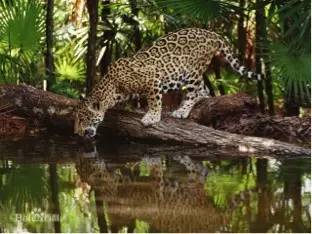 自然传奇丨南美丛林之王-美洲豹