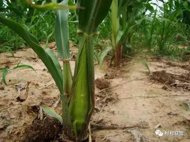 如何预防玉米粗缩病?看看种植高手如何做