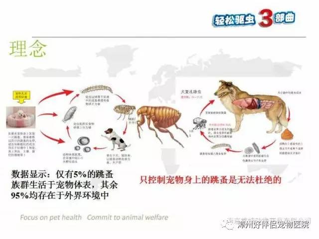 漳州好伴侣宠物医院提醒大家驱虫需全面且系统的进行!