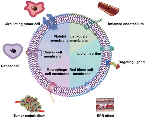 细胞膜包覆纳米粒子实现长循环效果及主动靶向作用的策略