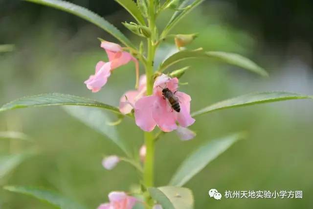 凤仙花真美