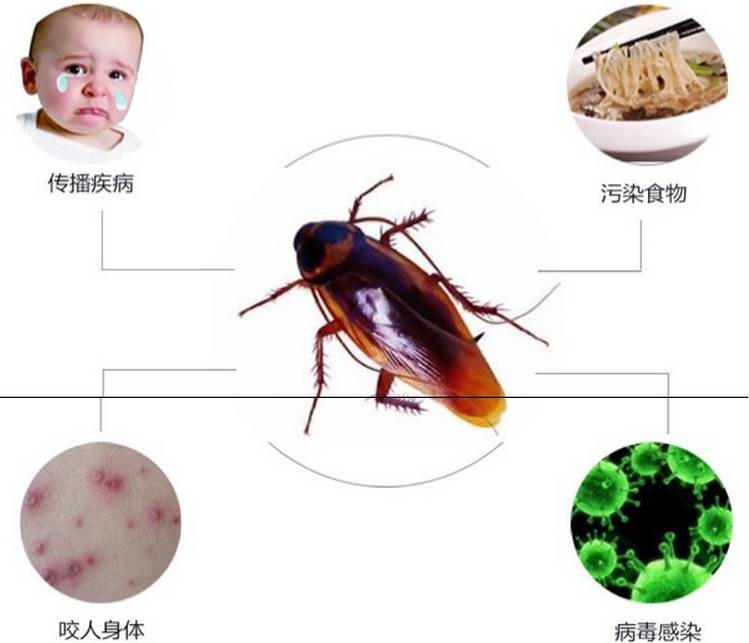 日本蟑螂小黑帽是什么原理_蟑螂粪便是什么样子的(3)