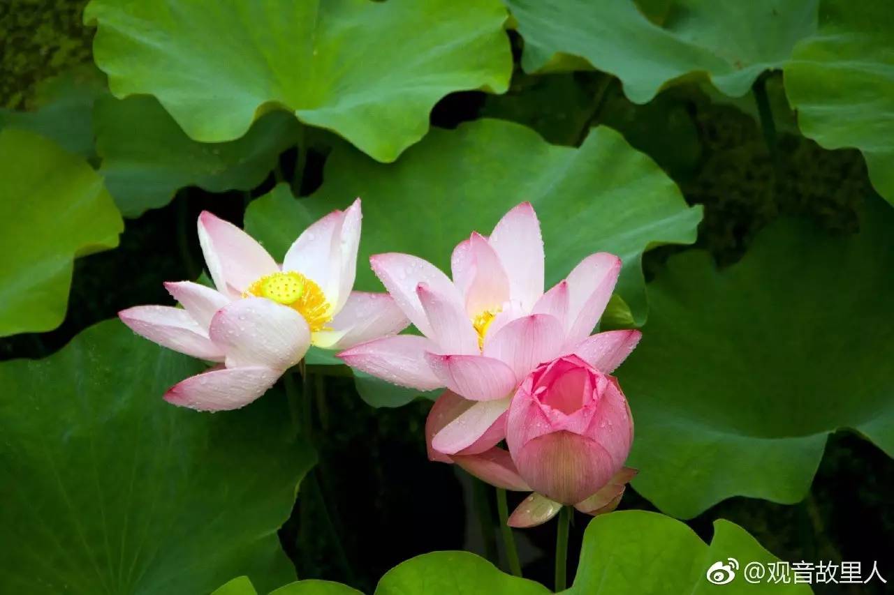 遂宁圣莲岛上荷花开啦!听说下雨天与荷花最