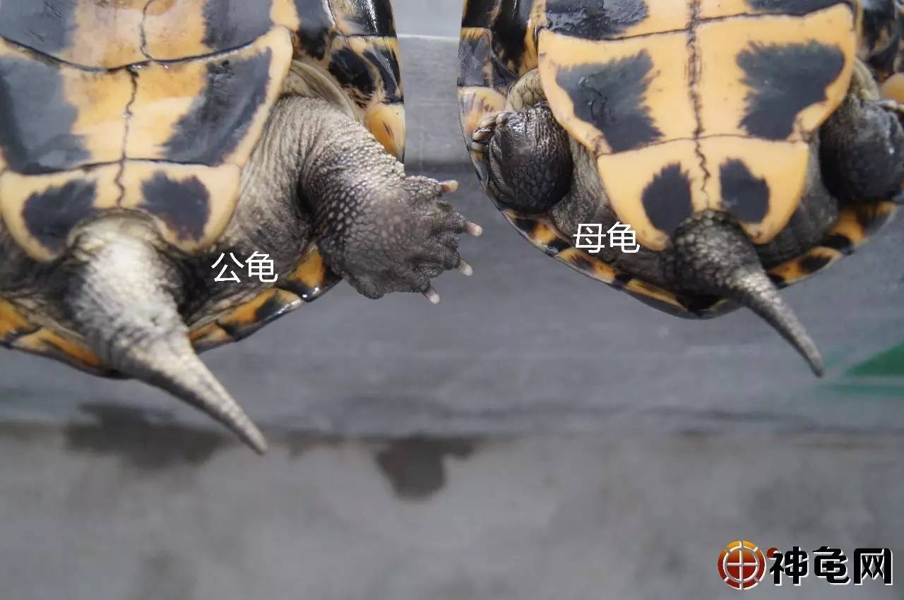 (2)用手按压龟的四肢,公龟的泄殖腔会露出生殖器官,母龟不会露出生殖