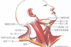 【视频教学】宋兴刚教授——胸锁乳突肌损伤的临床意义及针刀治疗