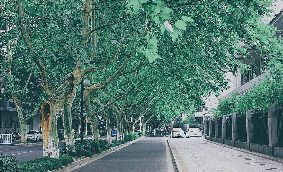 作为扬州最早的现代化道路之一,道路两旁的梧桐树高,树冠大,遮天蔽日!