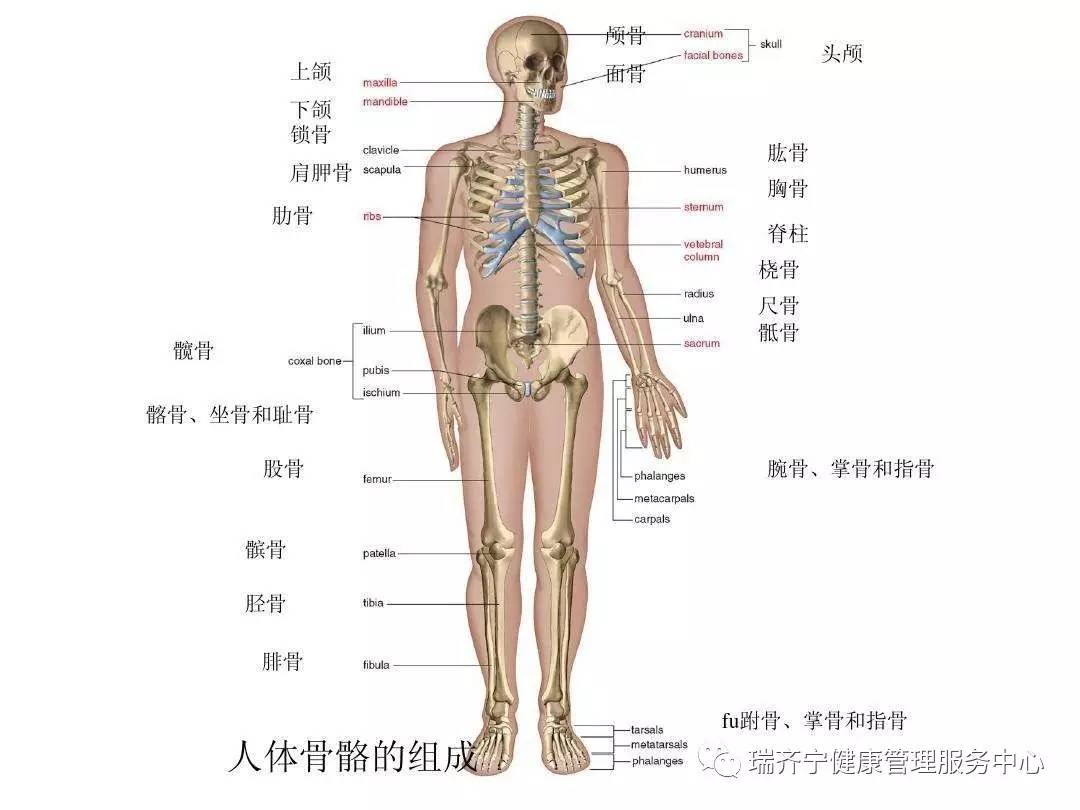 人体八大系统发病的顺序