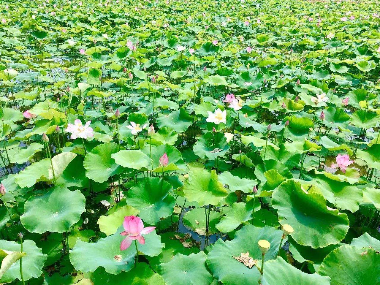 梦里荷塘|虹桥湖畔,遇见最美的毕业季