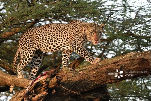 自然传奇丨南美丛林之王-美洲豹