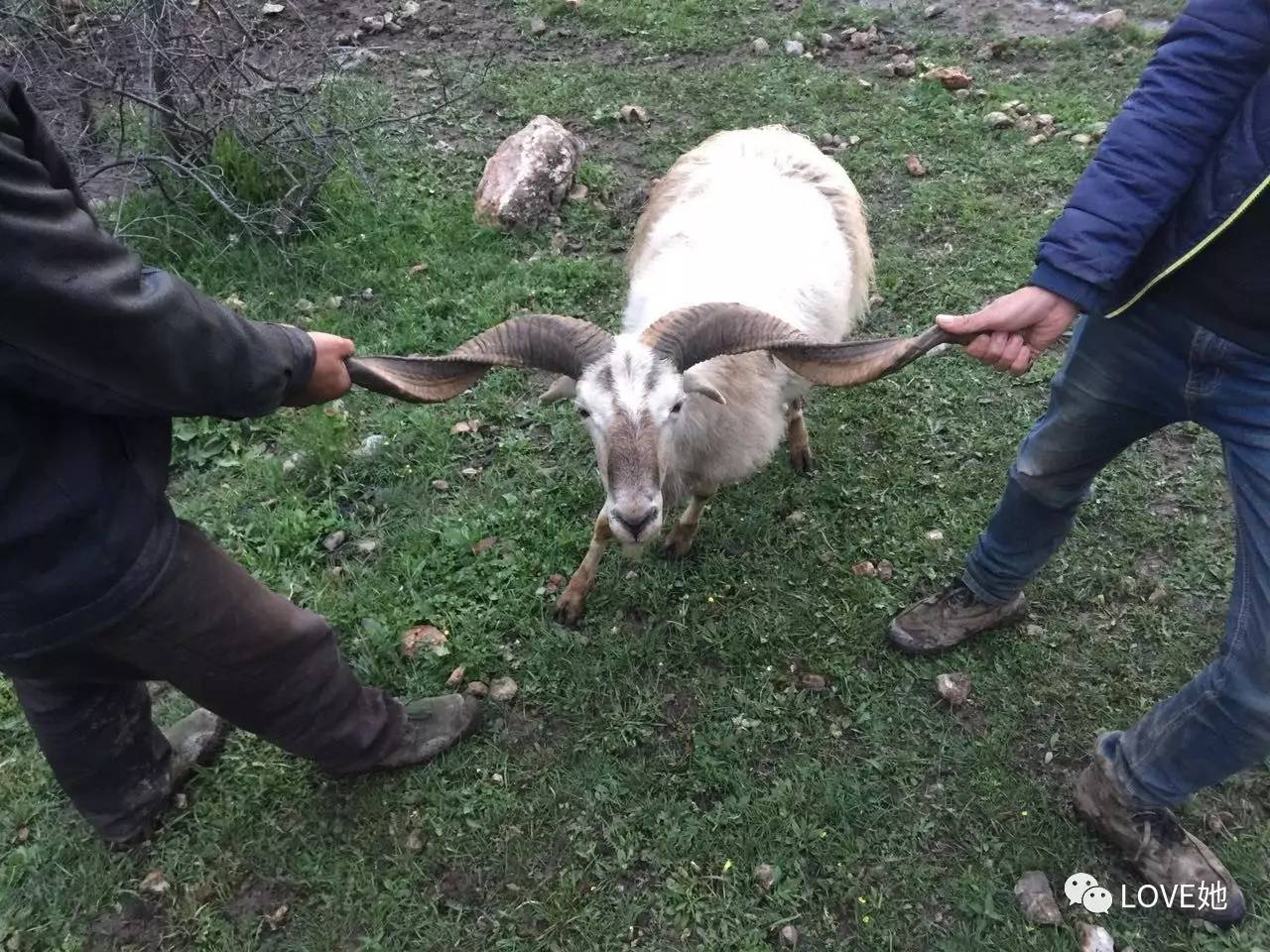 下面对小张家养殖的羊做一下介绍