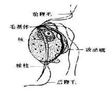 鸽子寄生虫—球虫,毛滴虫