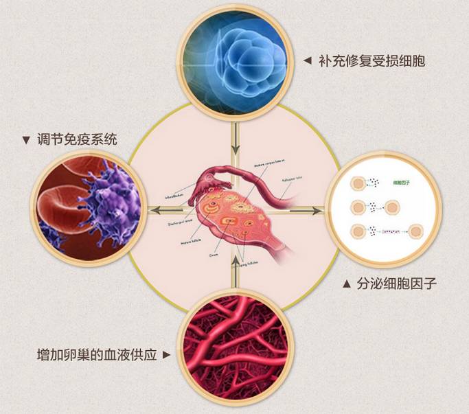 79自体干细胞卵巢保养