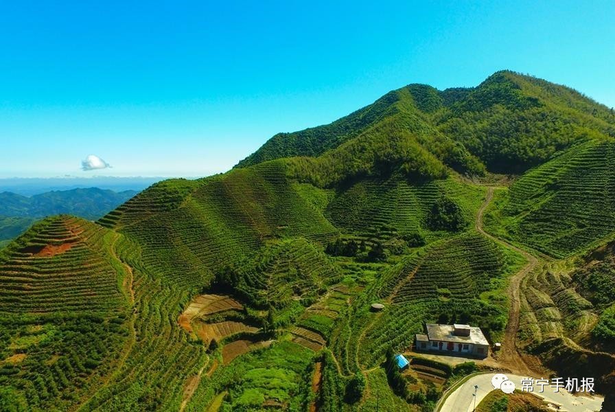 先富带后富!常宁塔山汉子回乡种茶,带领乡亲脱贫致富!