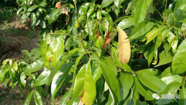 【技术】荔枝蒂蛀虫防治技术