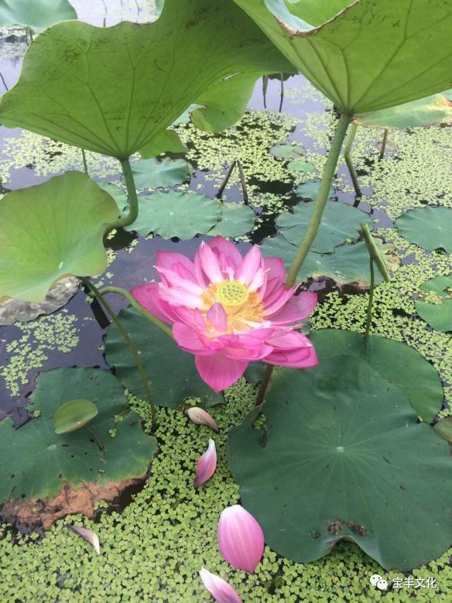 【游玩】莲花开了,宝丰人约你一起去赏莲!