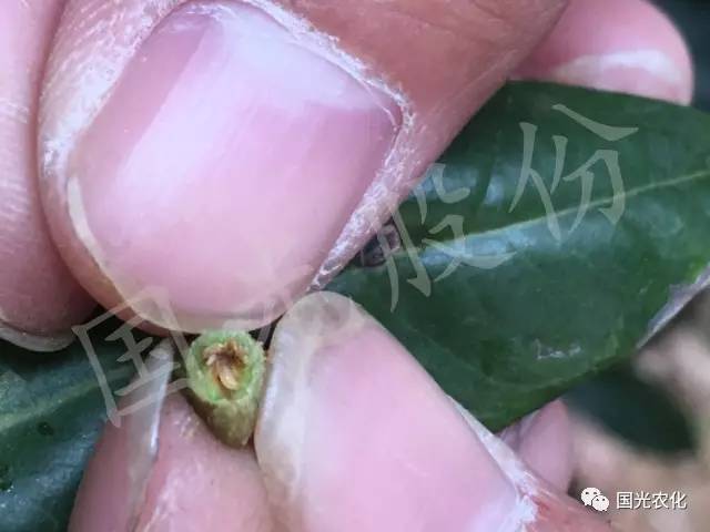 技术荔枝蒂蛀虫防治技术