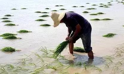 14种除草剂介绍值得大家收藏