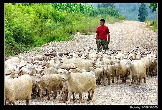 很多人听过陕北放羊娃的故事:当有人问放羊娃:你放羊为啥?攒钱!